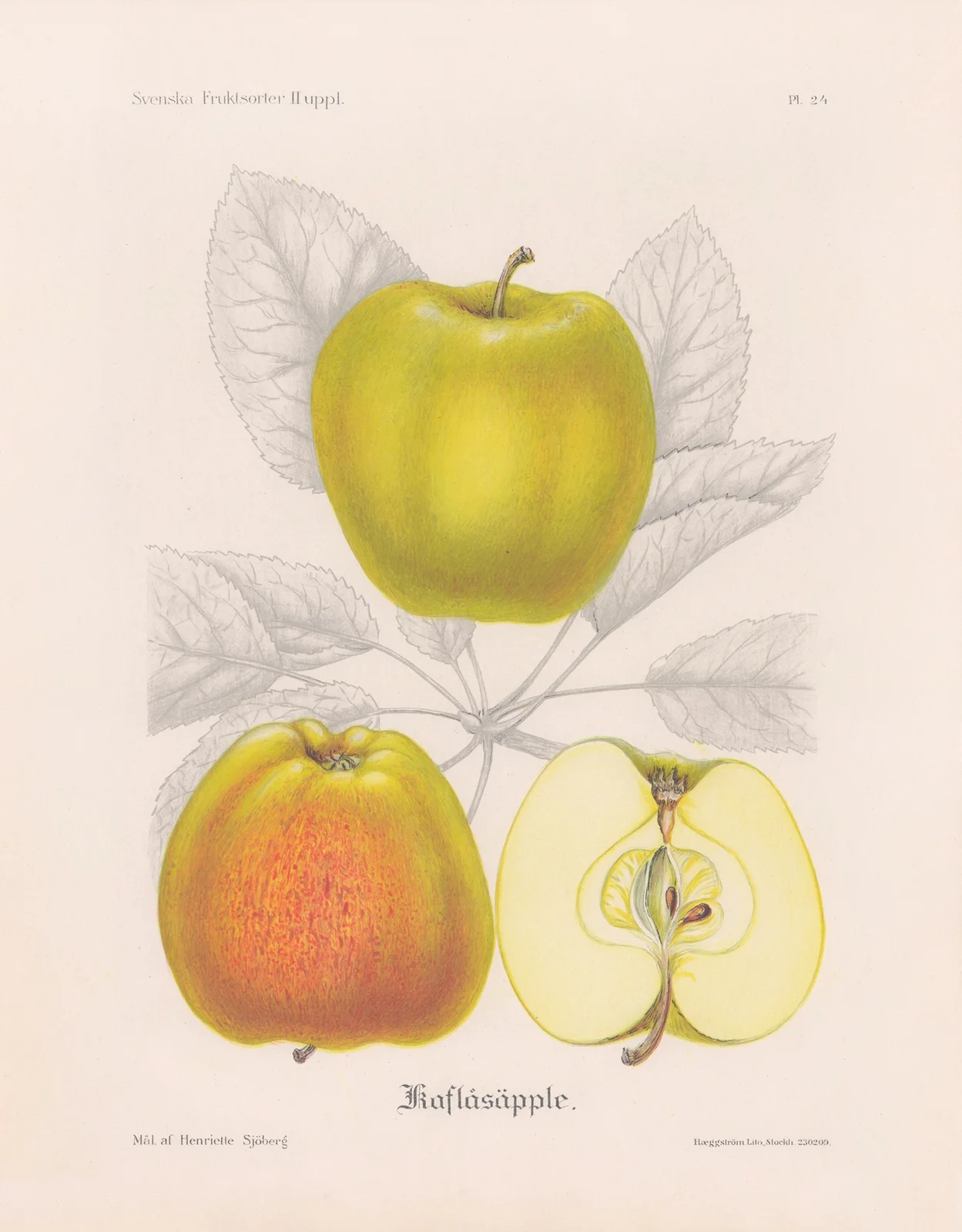 Kavlåsäpple av Henriette Sjöberg
