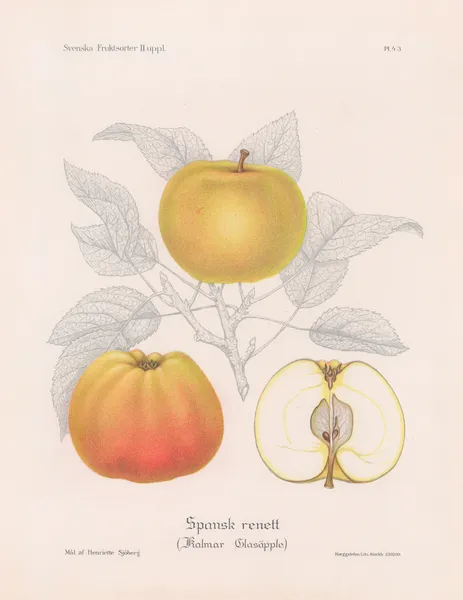 Spansk renett (Kalmar Glasäpple) av Henriette Sjöberg