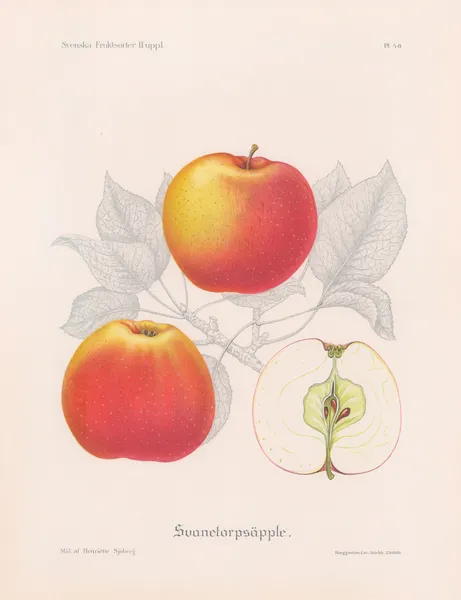 Svanetorpsäpple av Henriette Sjöberg
