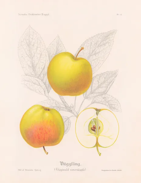 Vitgylling (Virginskt rosenäpple) av Henriette Sjöberg