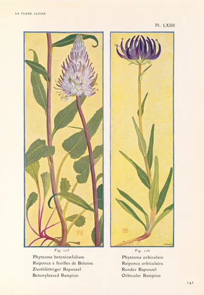Betonyleaved Rampion, Orbicular Rampion av Henry Correvon