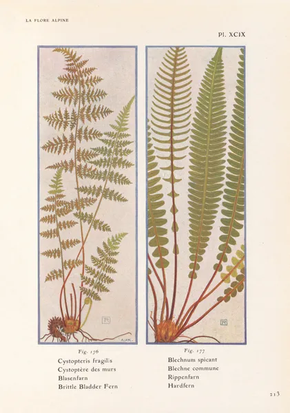 Brittle Bladder Fern, Hardfern av Henry Correvon