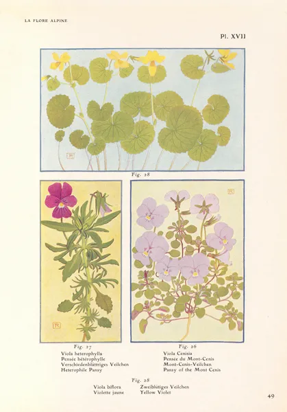 Heterophile Pansy, Pansy of the Mont Cenis, Yellow Violet av Henry Correvon