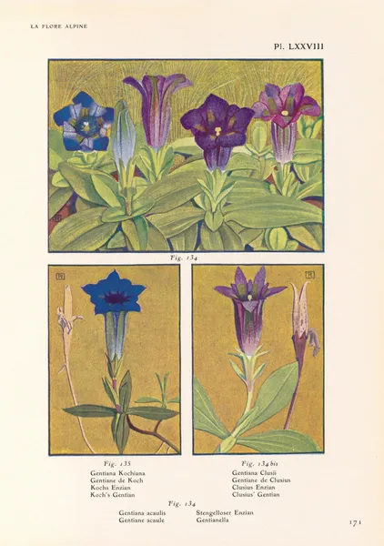 Koch’s Gentian, Clusius’ Gentian, Gentianella av Henry Correvon