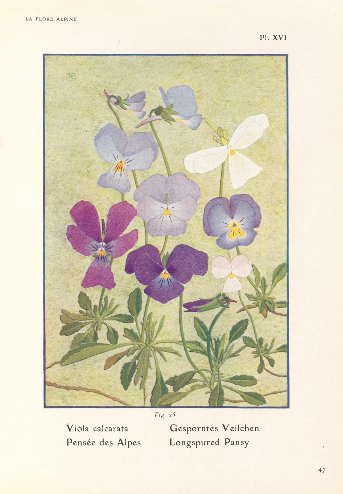 Longspured Pansy av Henry Correvon