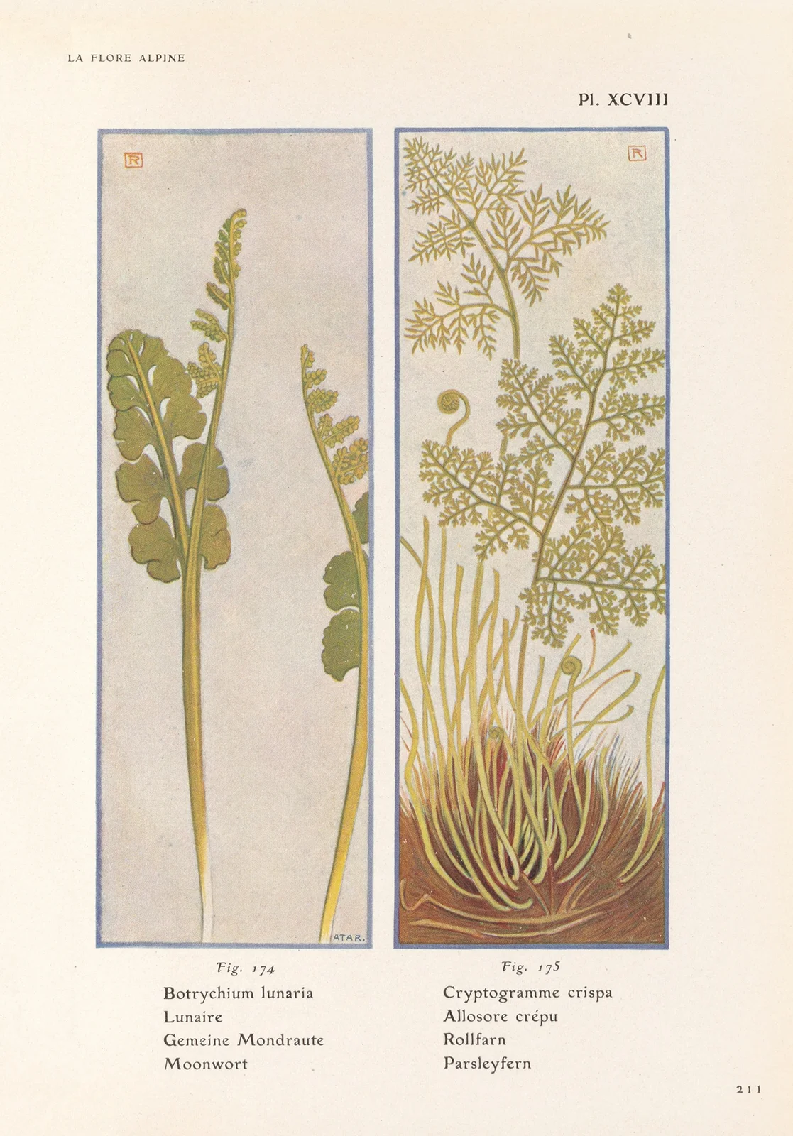 Moonwort, Parsleyfern av Henry Correvon