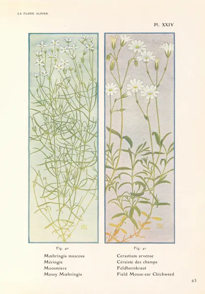 Mossy Moehringia, Field Mouse-ear Chickweed av Henry Correvon