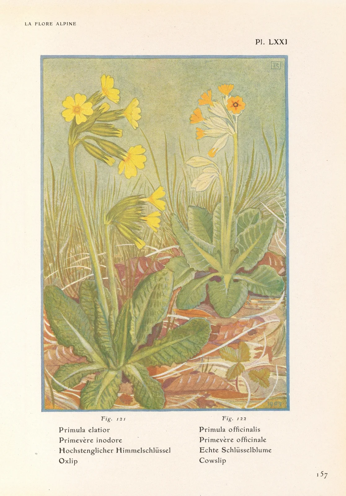 Oxlip, Cowslip av Henry Correvon