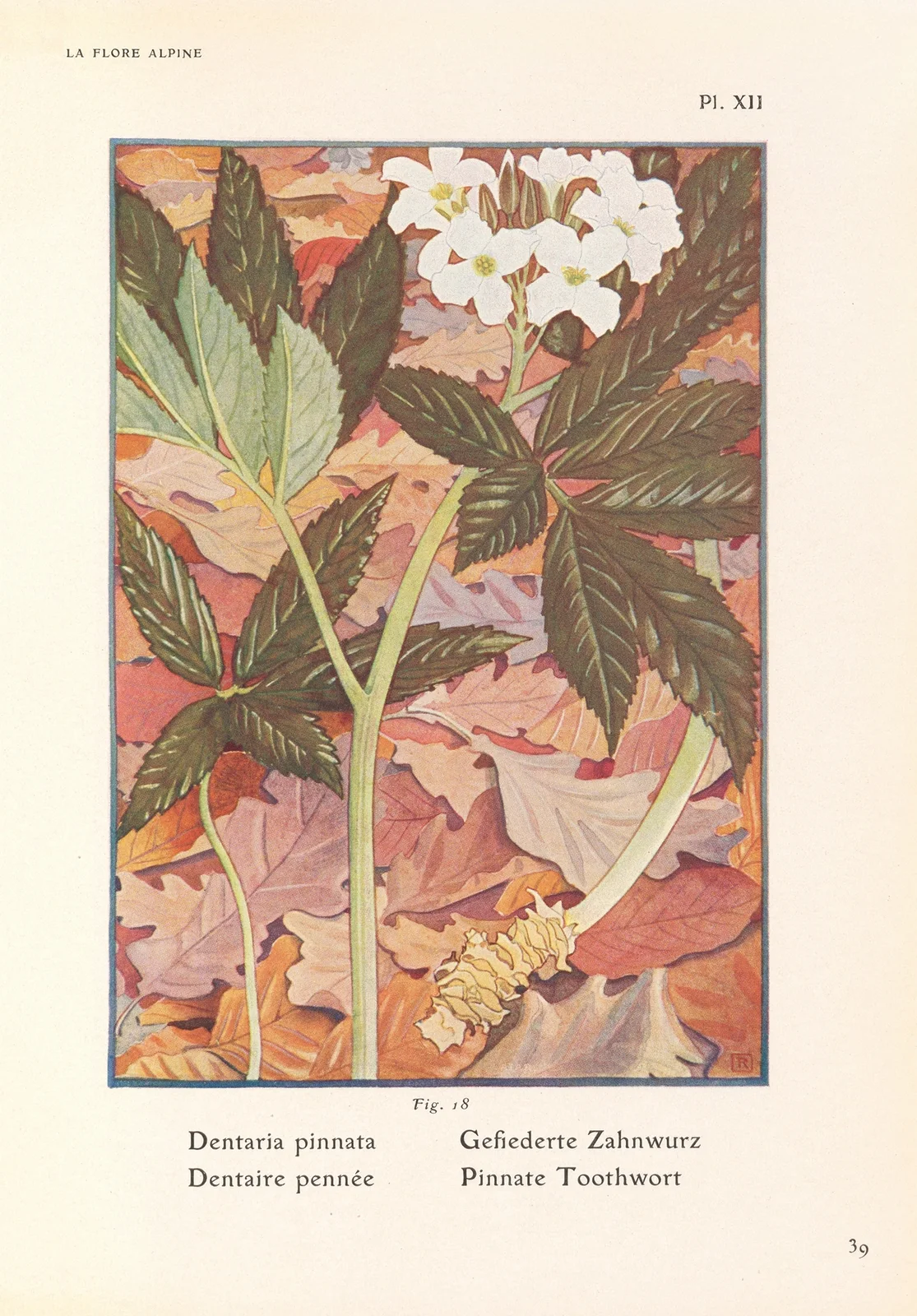 Pinnate Toothwort av Henry Correvon