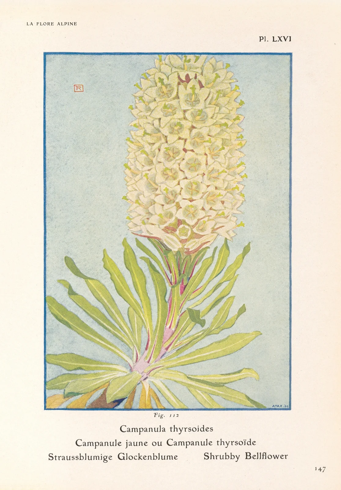 Shrubby Bellflower av Henry Correvon