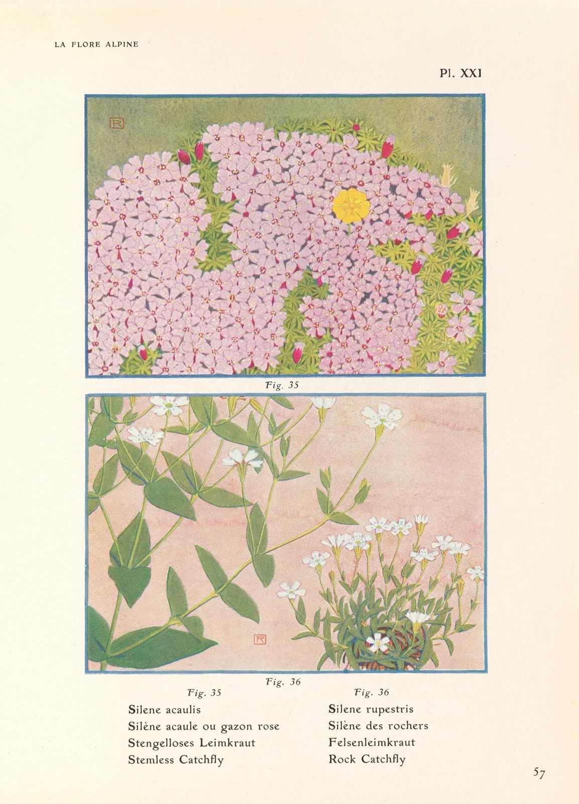 Stemless Catchfly, Rock Catchfly av Henry Correvon