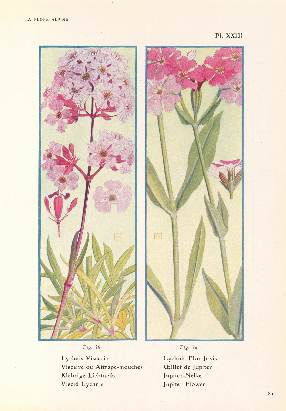 Viscid Lychnis, Jupiter Flower av Henry Correvon
