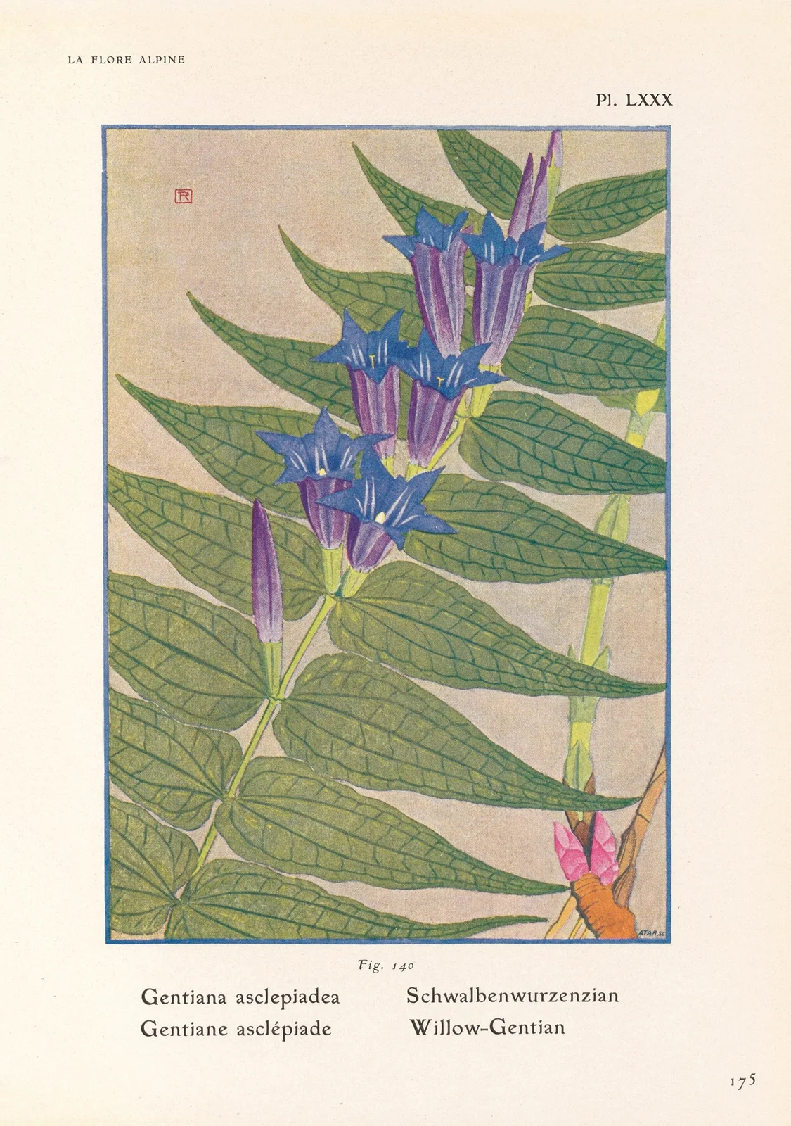 Willow-Gentian av Henry Correvon