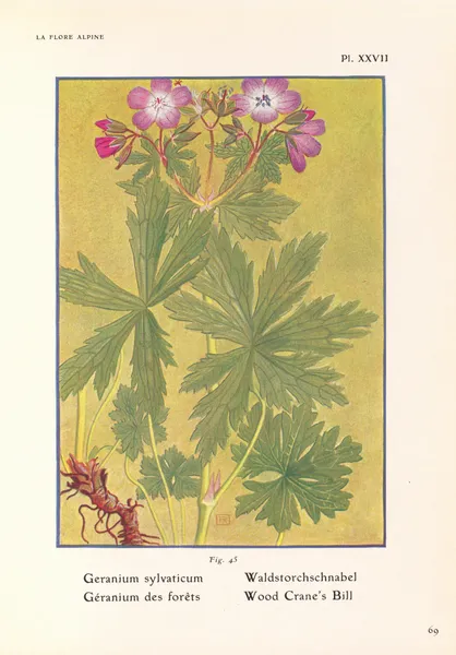 Wood Crane’s Bill av Henry Correvon