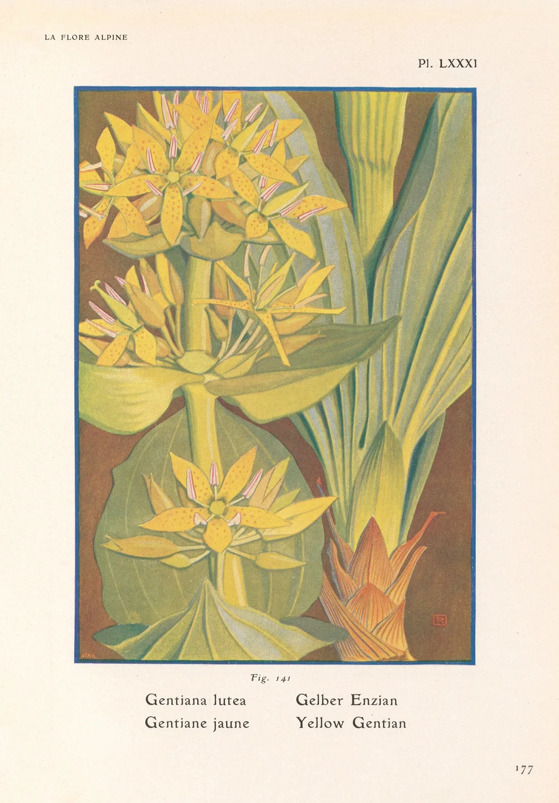 Yellow Gentian av Henry Correvon