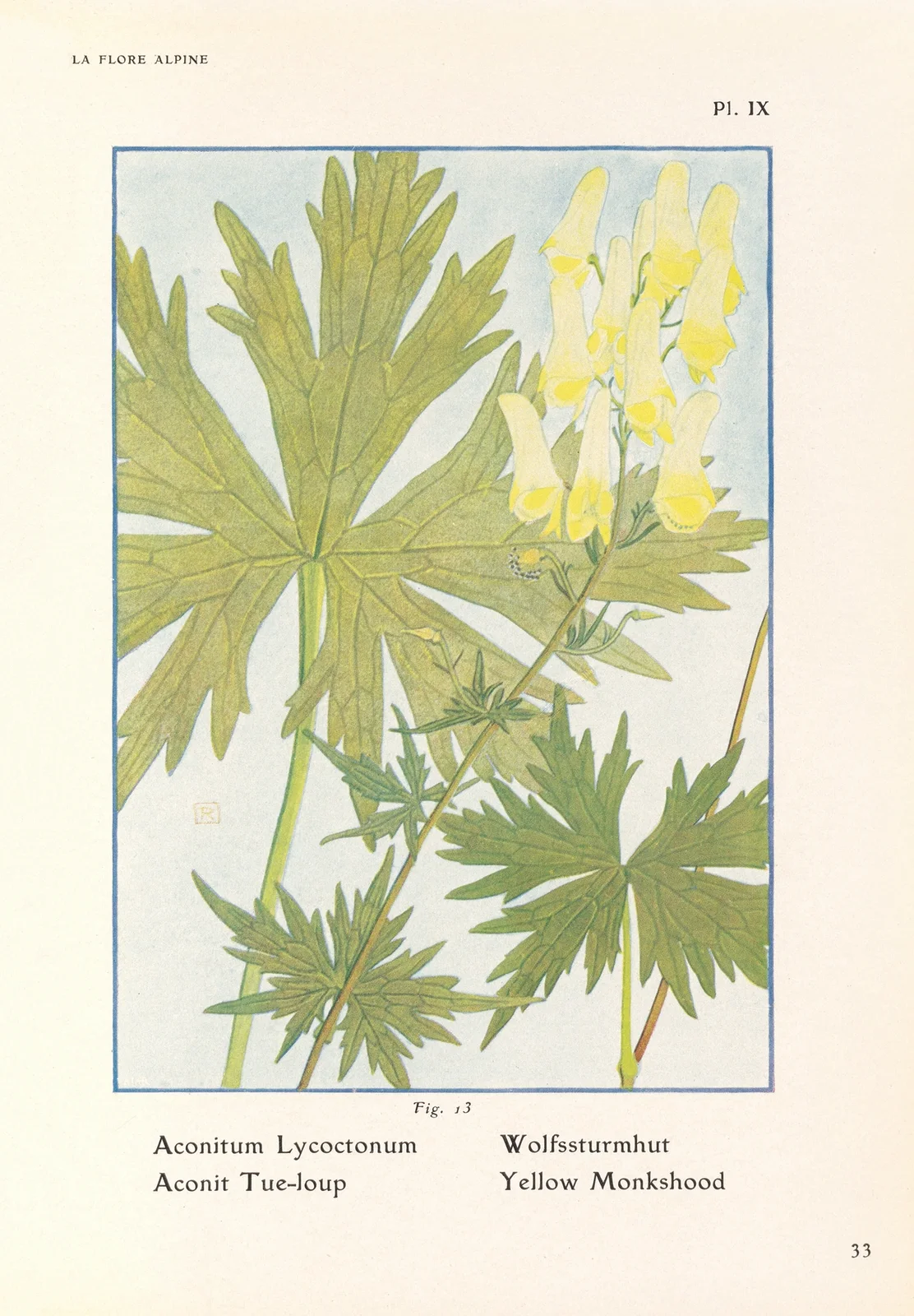 Yellow Monkshood av Henry Correvon