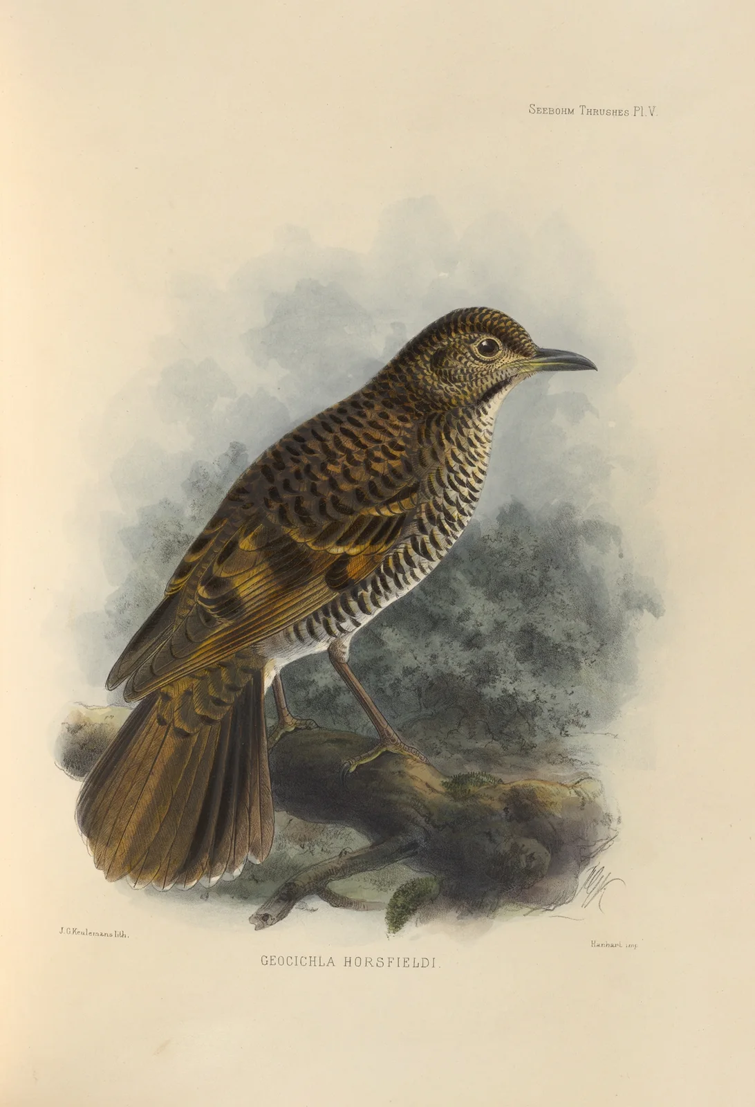 Geocichla Horsfieldi av Henry Seebohm
