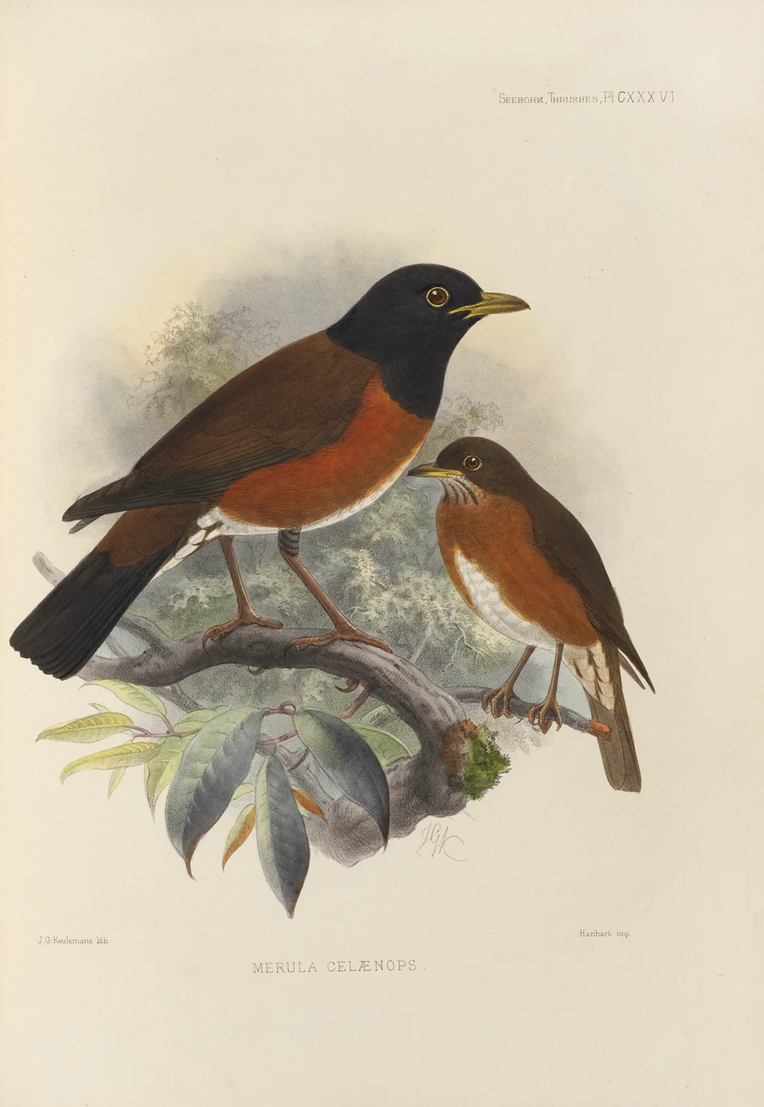 Merula Celaenops av Henry Seebohm