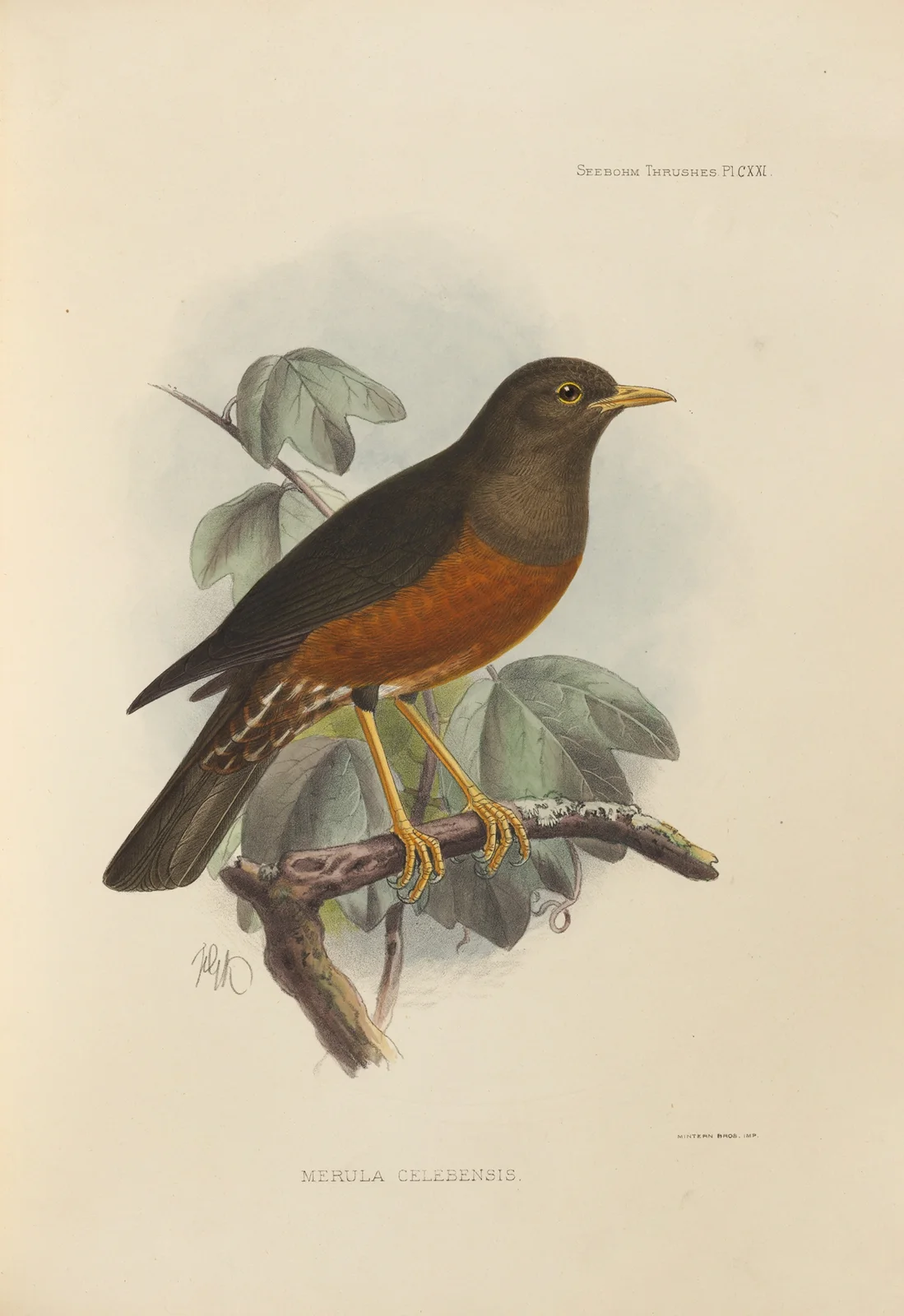 Merula Celebensis av Henry Seebohm