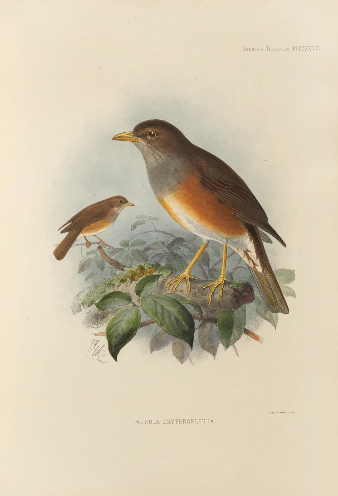 Merula Erythropleura av Henry Seebohm