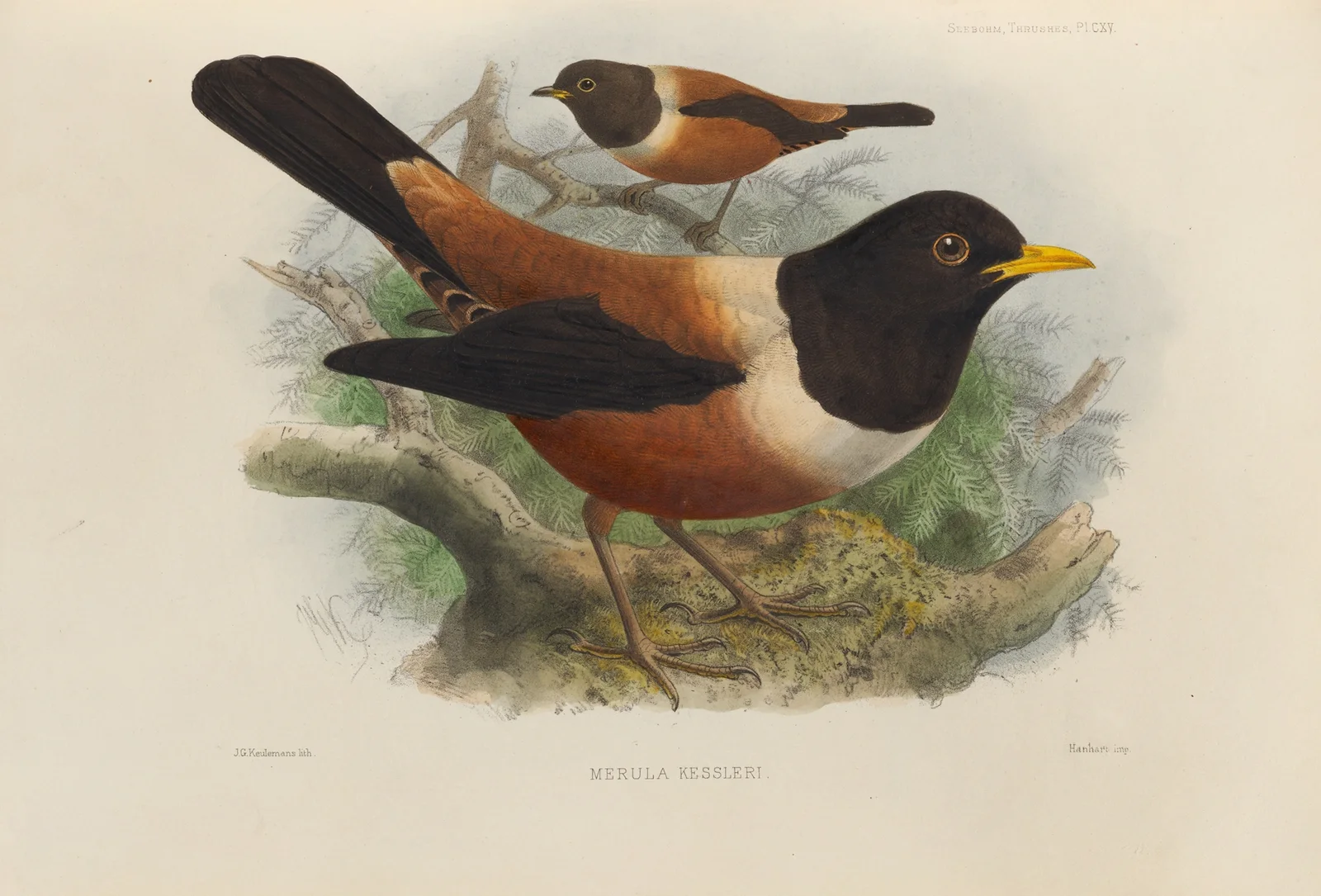 Merula Kessleri av Henry Seebohm