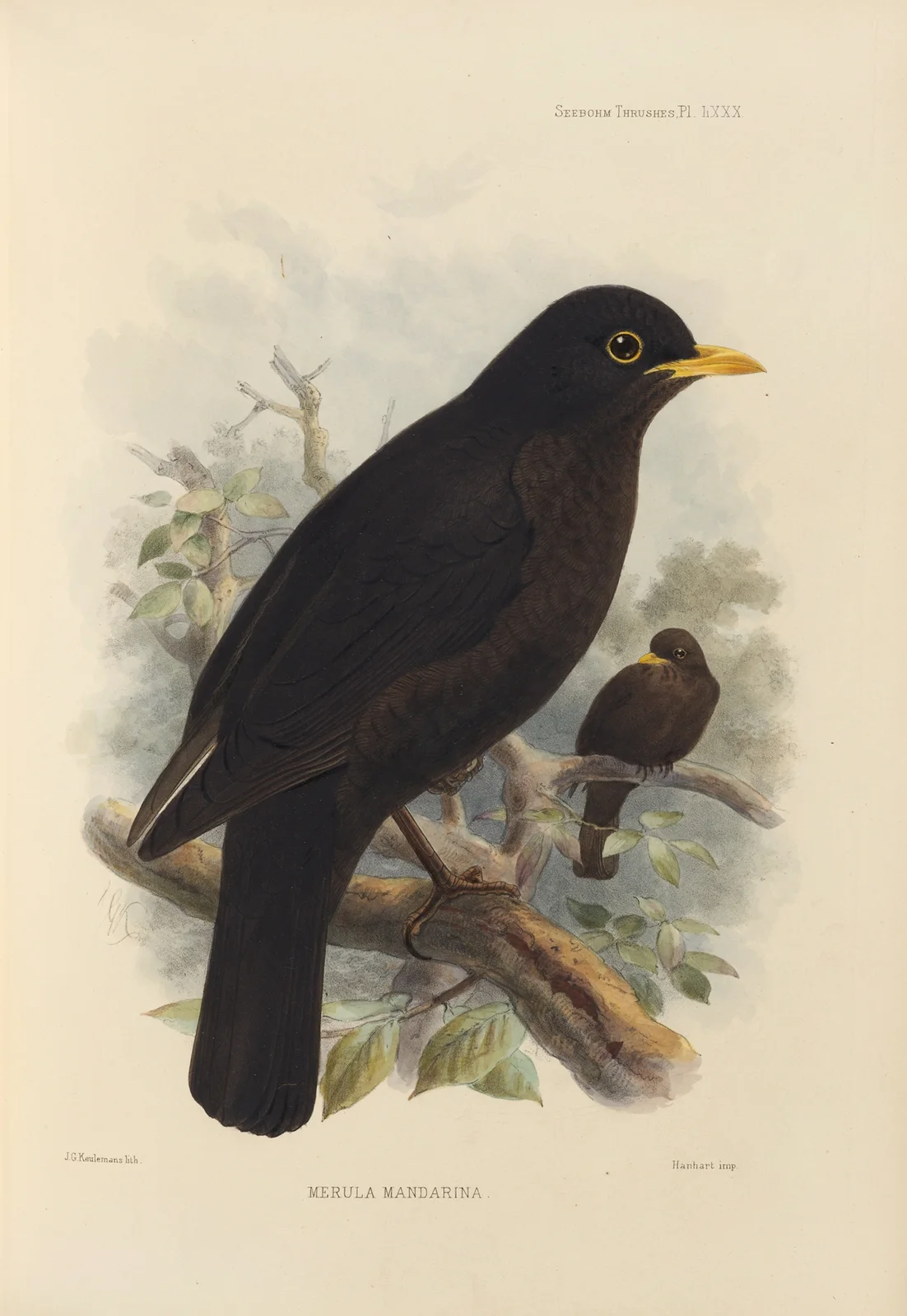 Merula Mandarina av Henry Seebohm