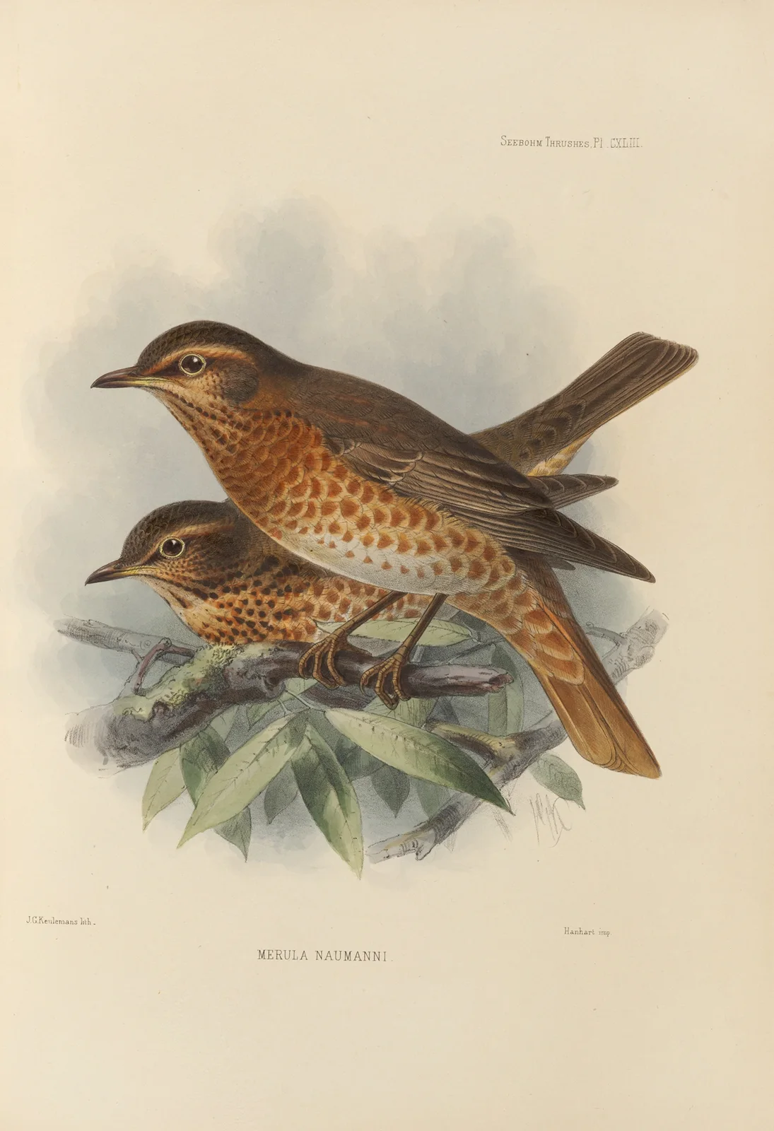 Merula Naumanni av Henry Seebohm