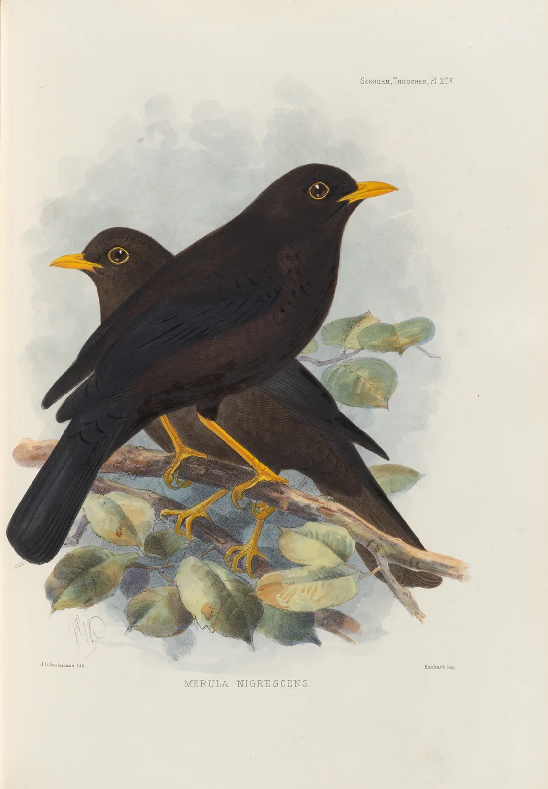 Merula Nigrescens av Henry Seebohm