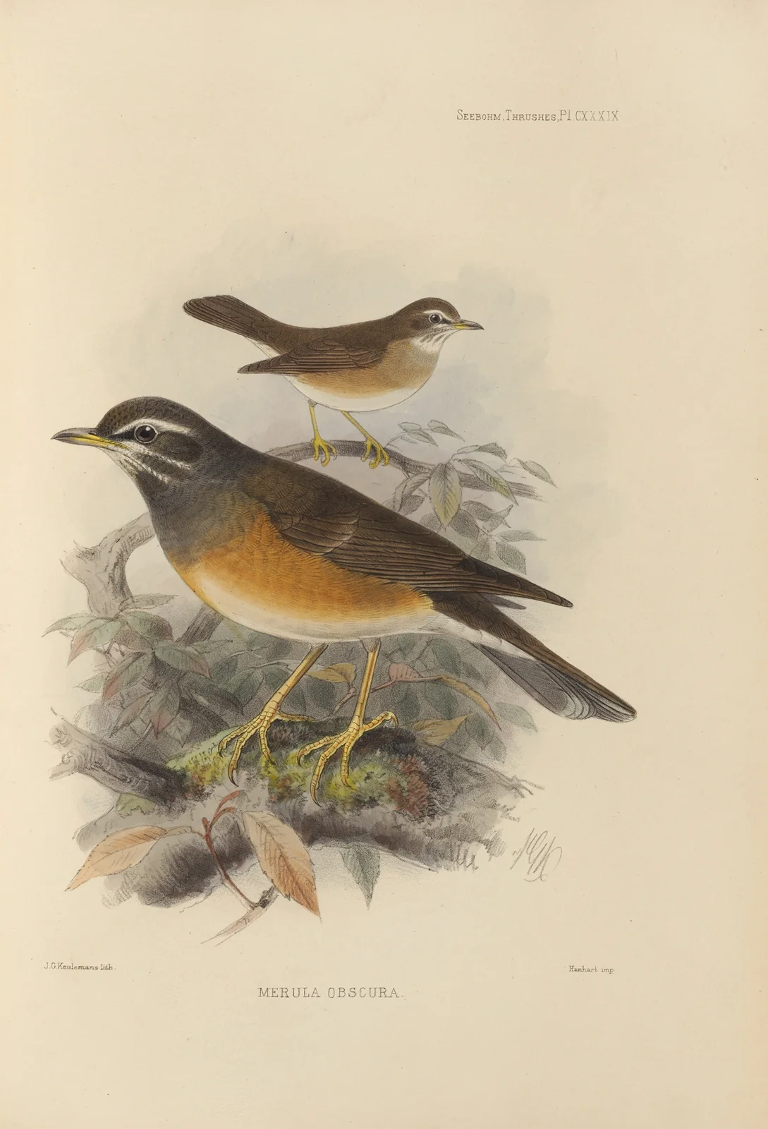 Merula Obscura av Henry Seebohm