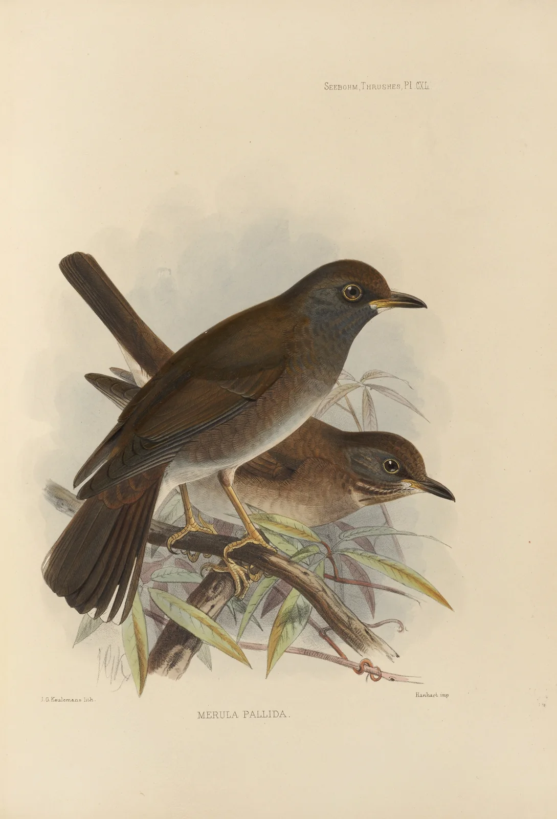 Merula Pallida av Henry Seebohm
