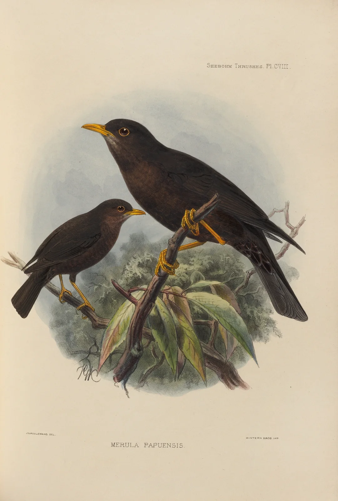Merula Papuensis av Henry Seebohm