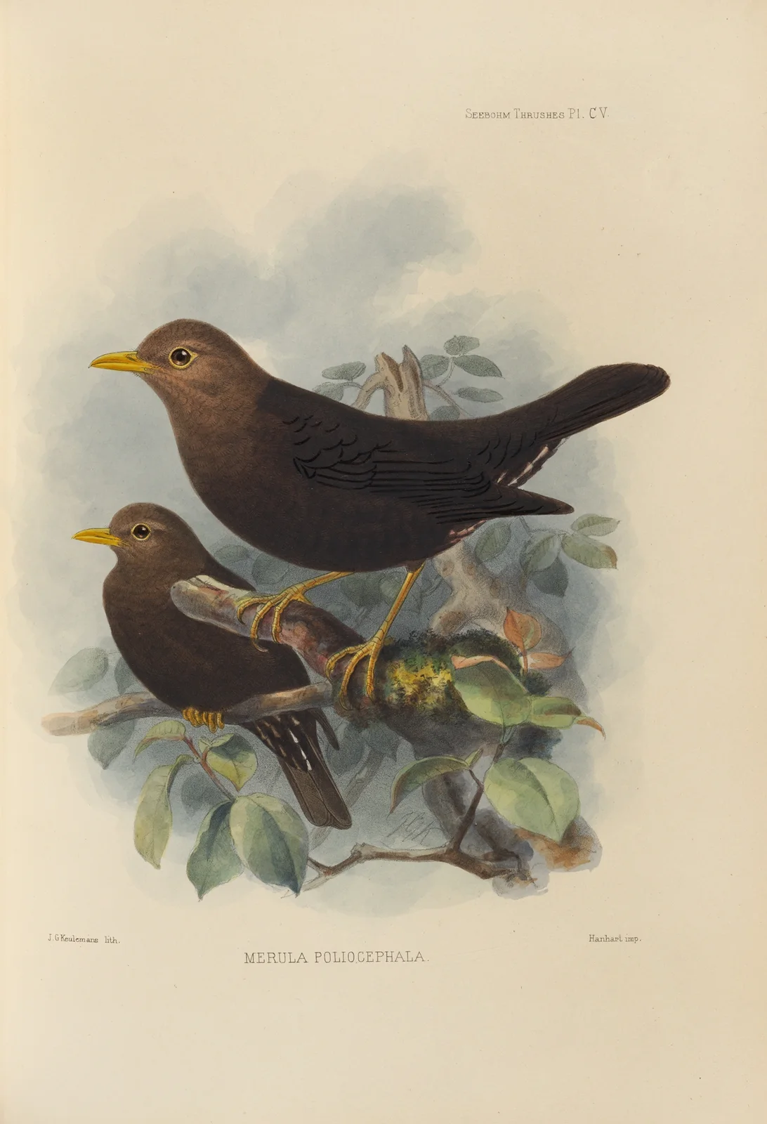 Merula Poliocephala av Henry Seebohm