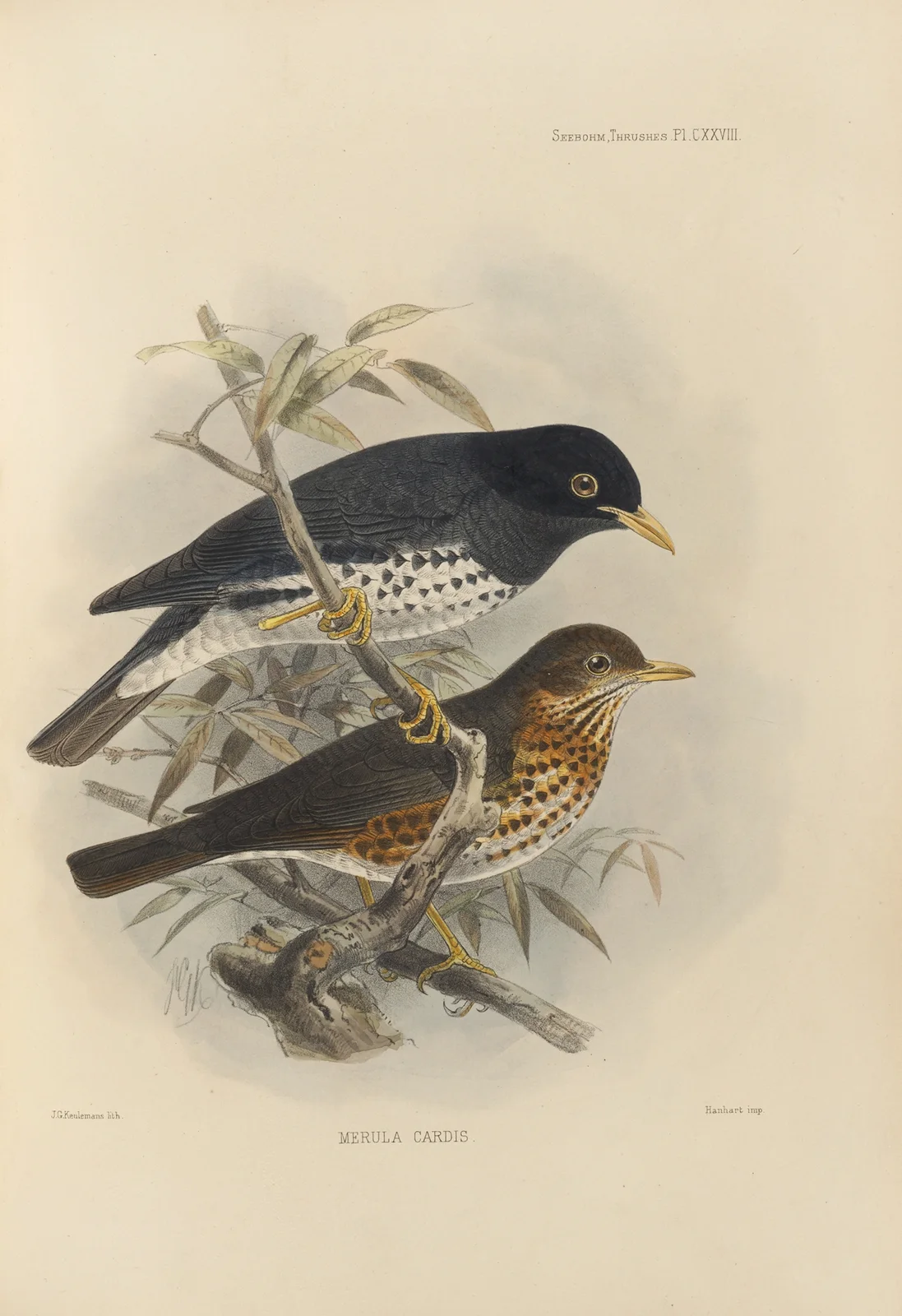 Merula Reevei av Henry Seebohm