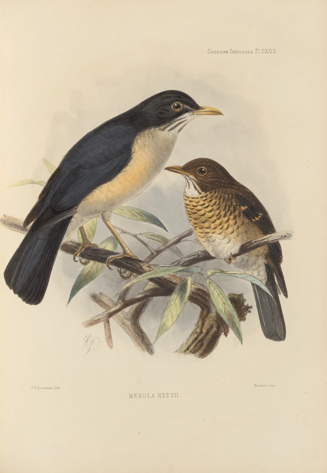 Merula Reevi av Henry Seebohm