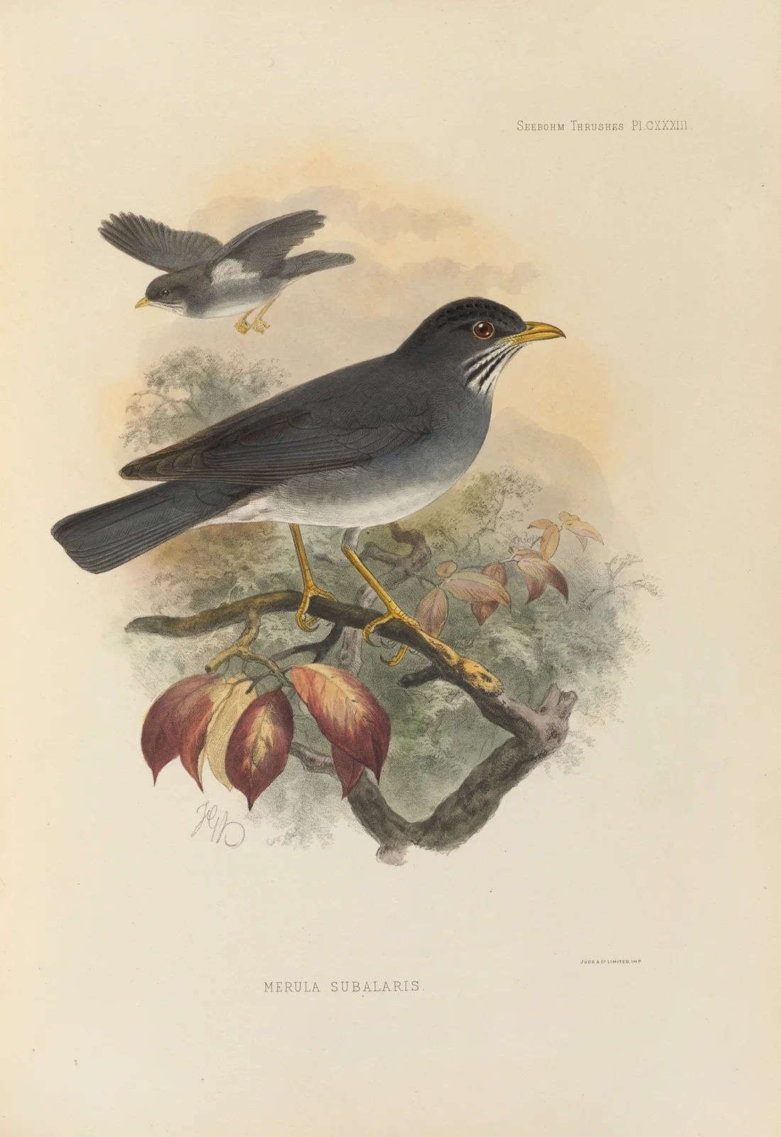 Merula Subalaris av Henry Seebohm