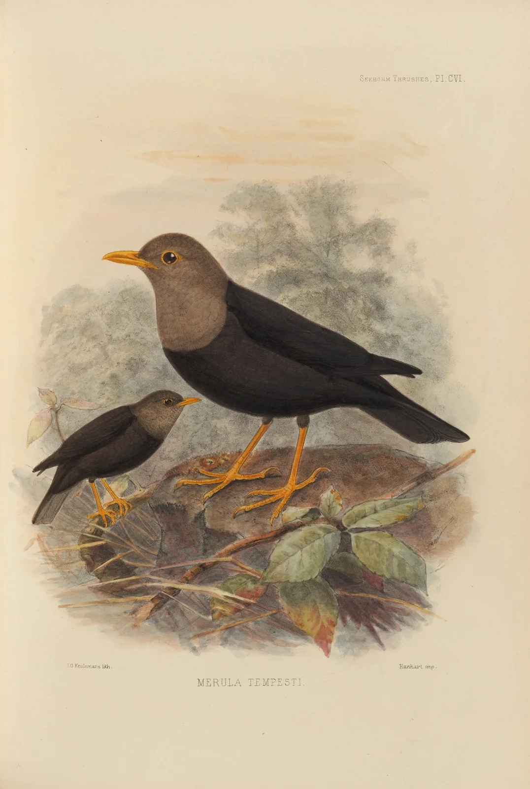 Merula Tempesti av Henry Seebohm