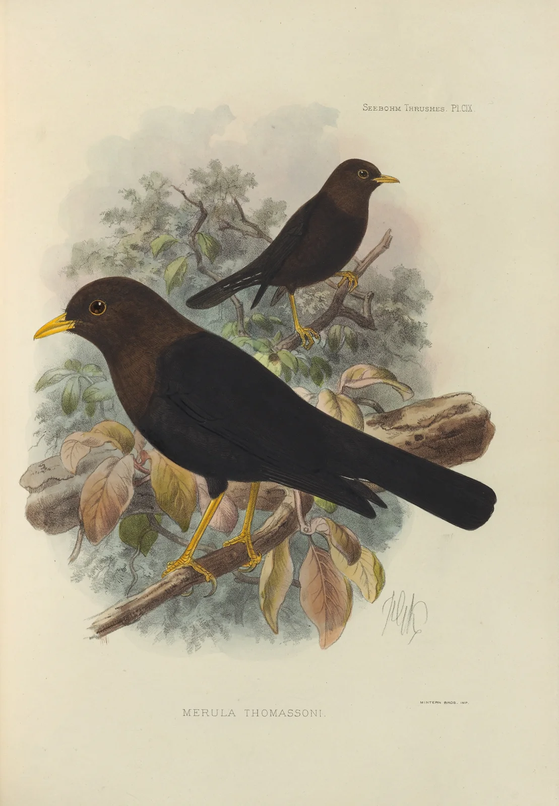 Merula Thomassoni av Henry Seebohm