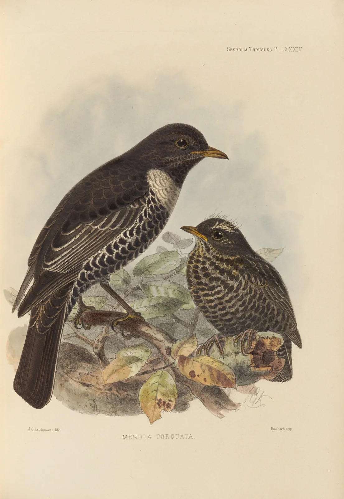 Merula Torquata. av Henry Seebohm