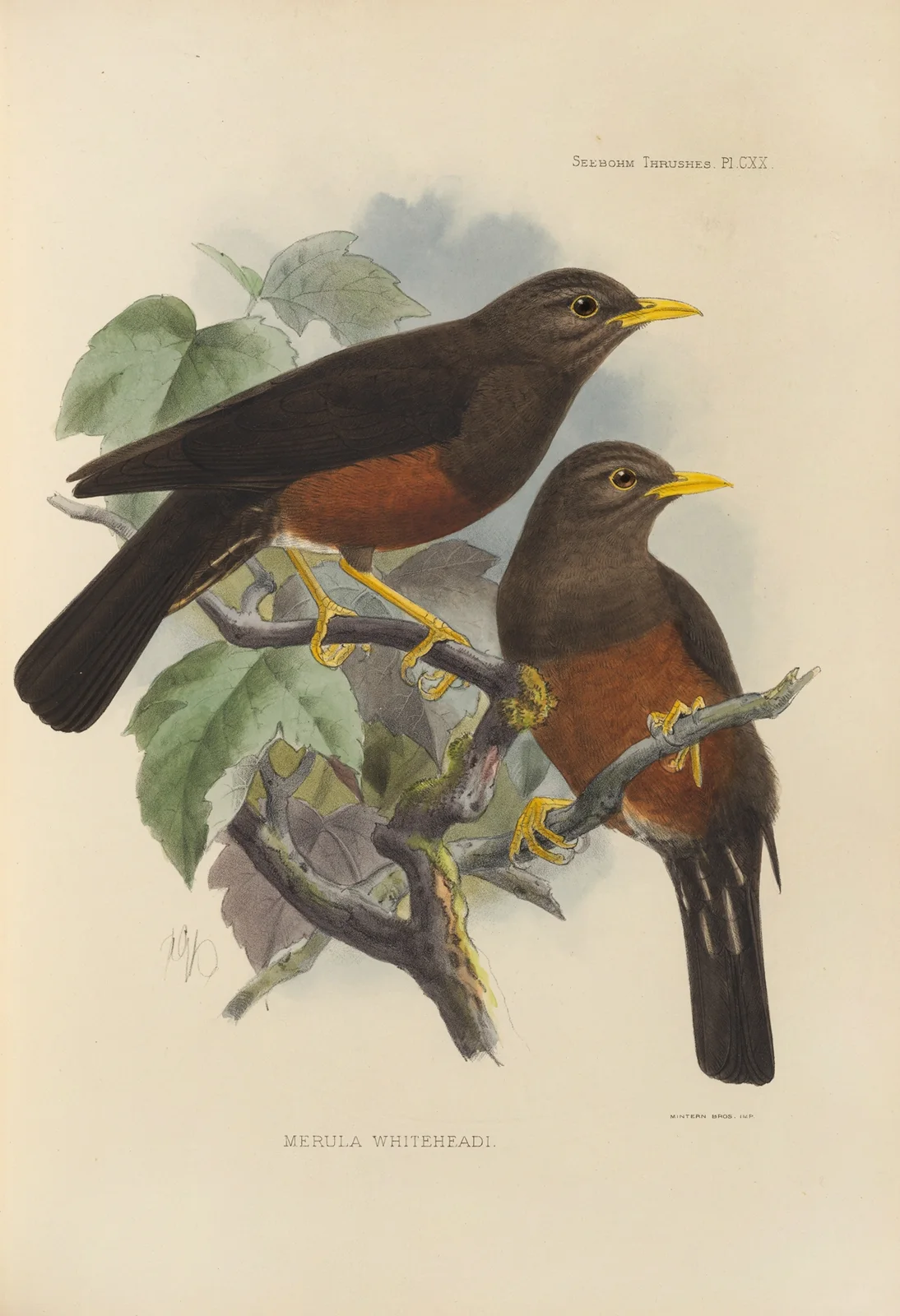 Merula Whiteheadi av Henry Seebohm