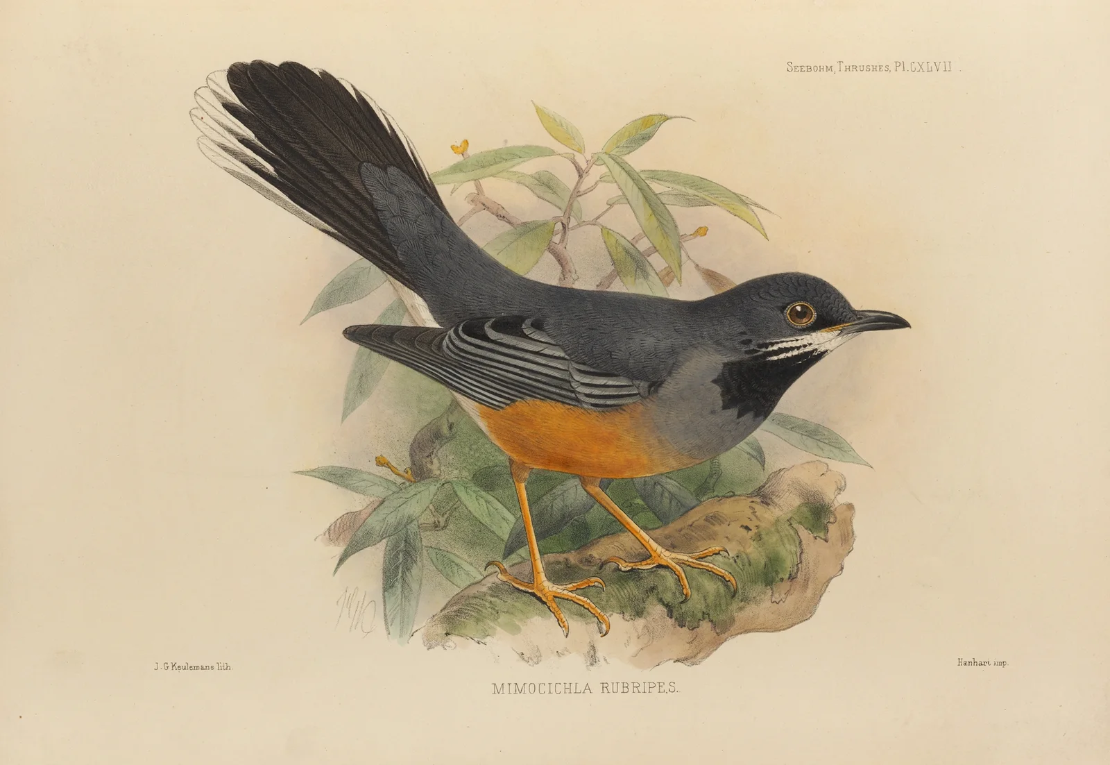 Mimocichla Rubripes av Henry Seebohm