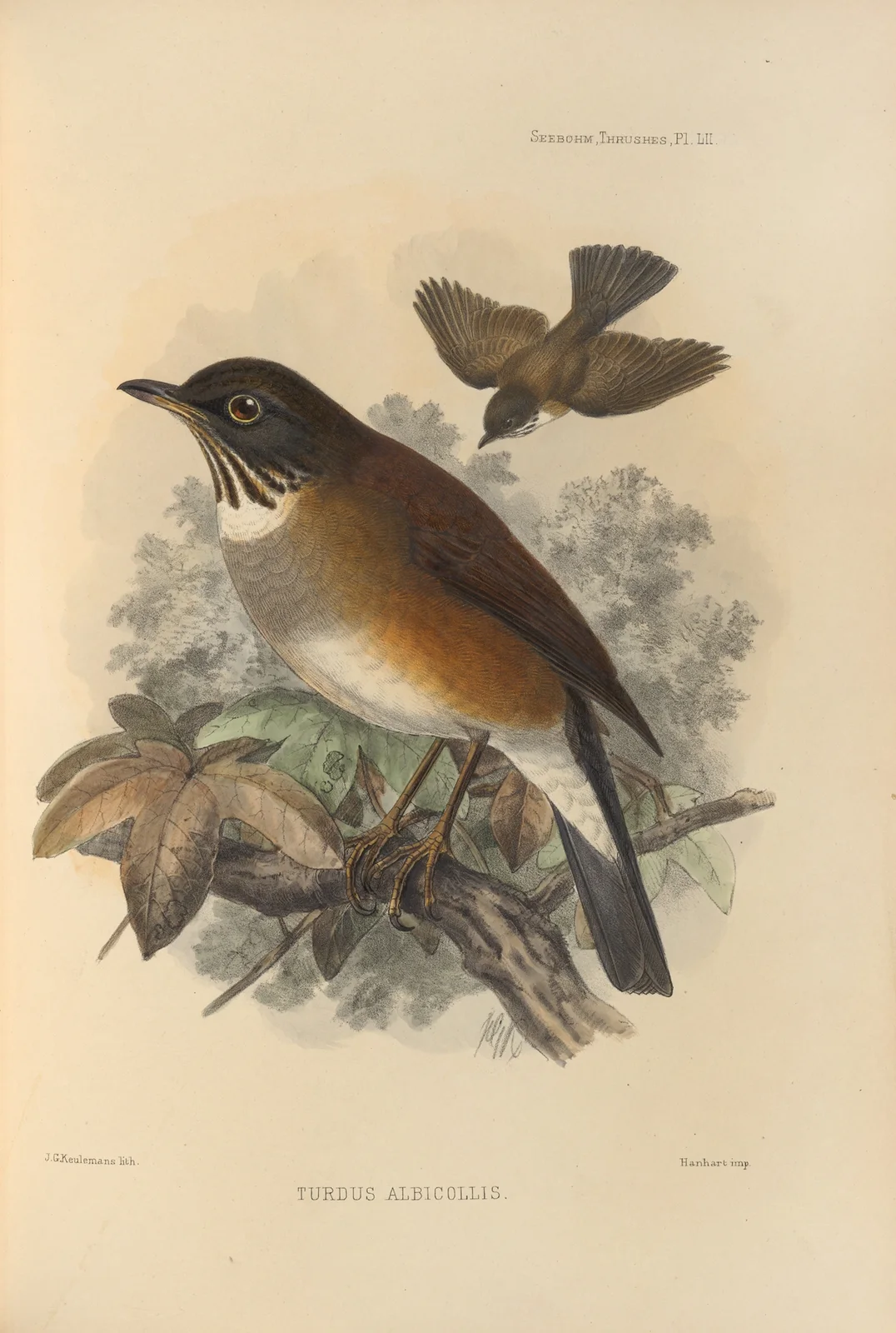 Turdus Albicollis av Henry Seebohm