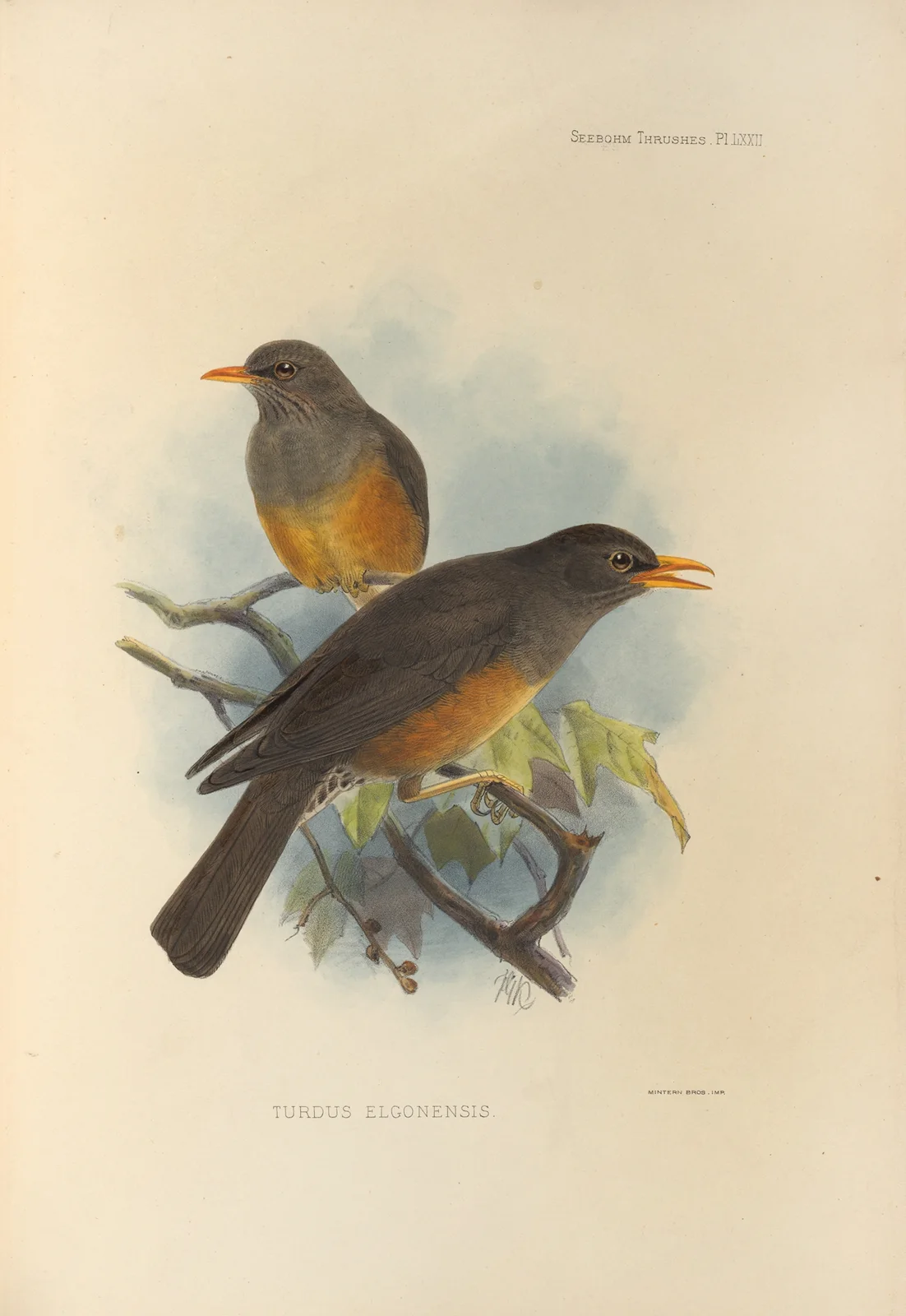 Turdus Elgonensis av Henry Seebohm