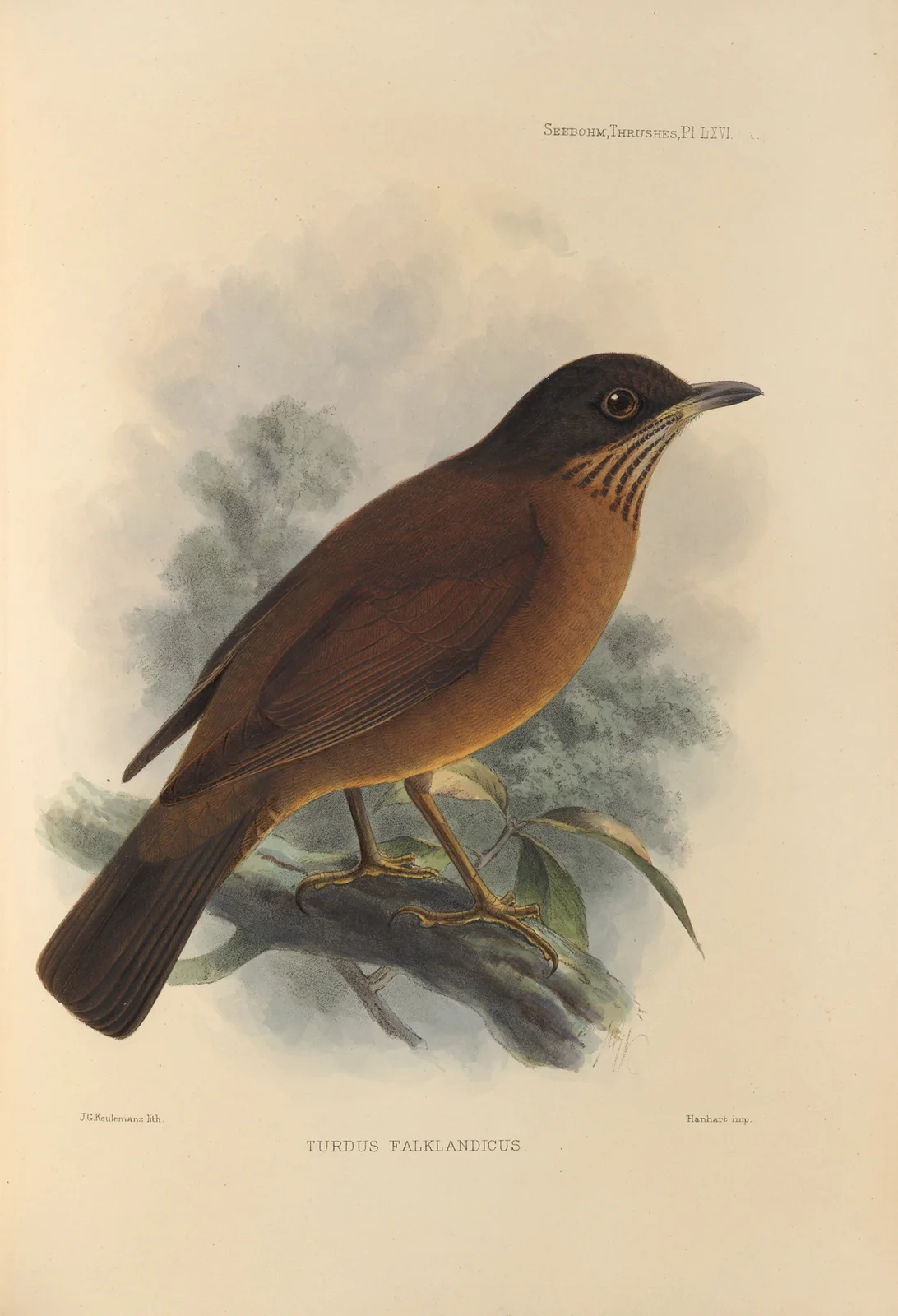 Turdus Falklandicus av Henry Seebohm