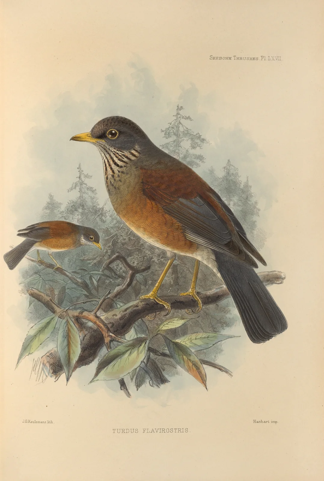 Turdus Flavirostris av Henry Seebohm