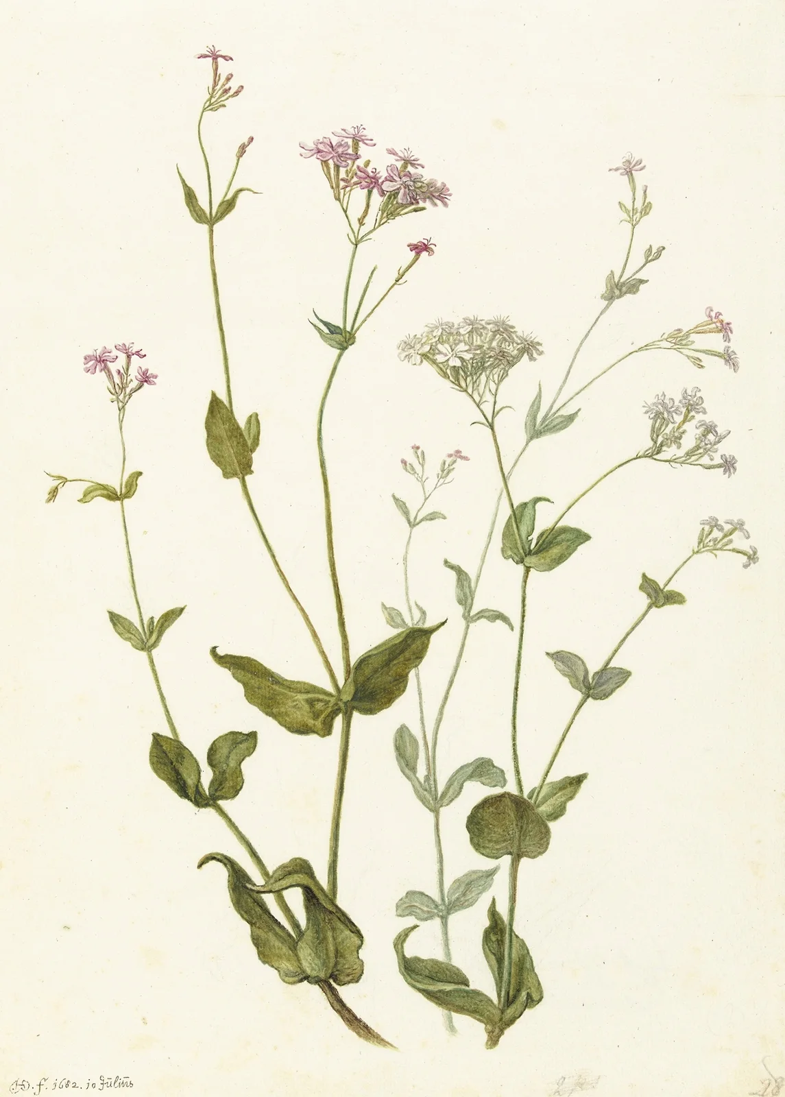 Bladder Senna and Sticky Catchfly av Herman Saftleven
