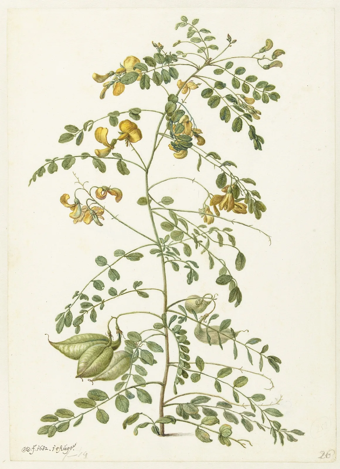 Blazenstruik (Colutea arborescens) av Herman Saftleven