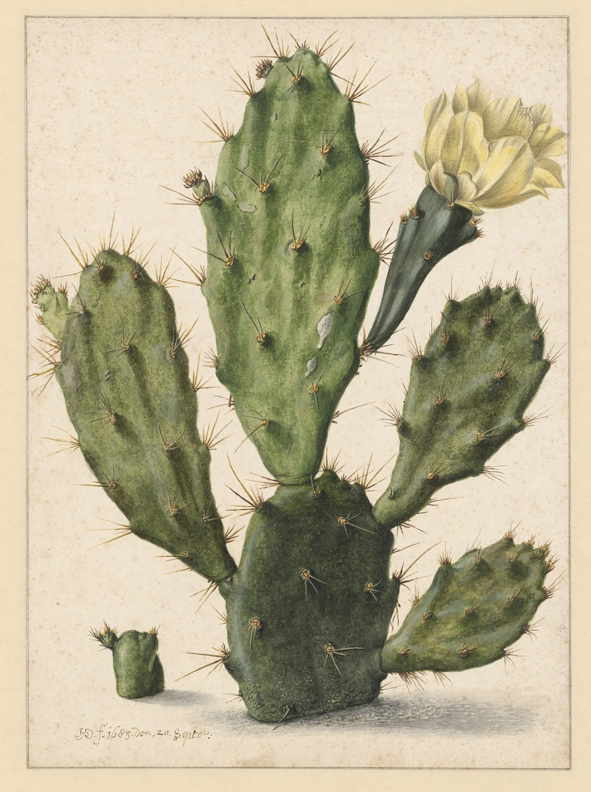 Pear Cactus in Bloom av Herman Saftleven
