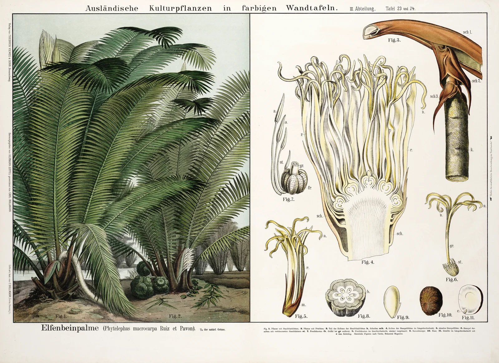 Phytelephas macrocarpa ; ivoorpalm av Hermann Zippel