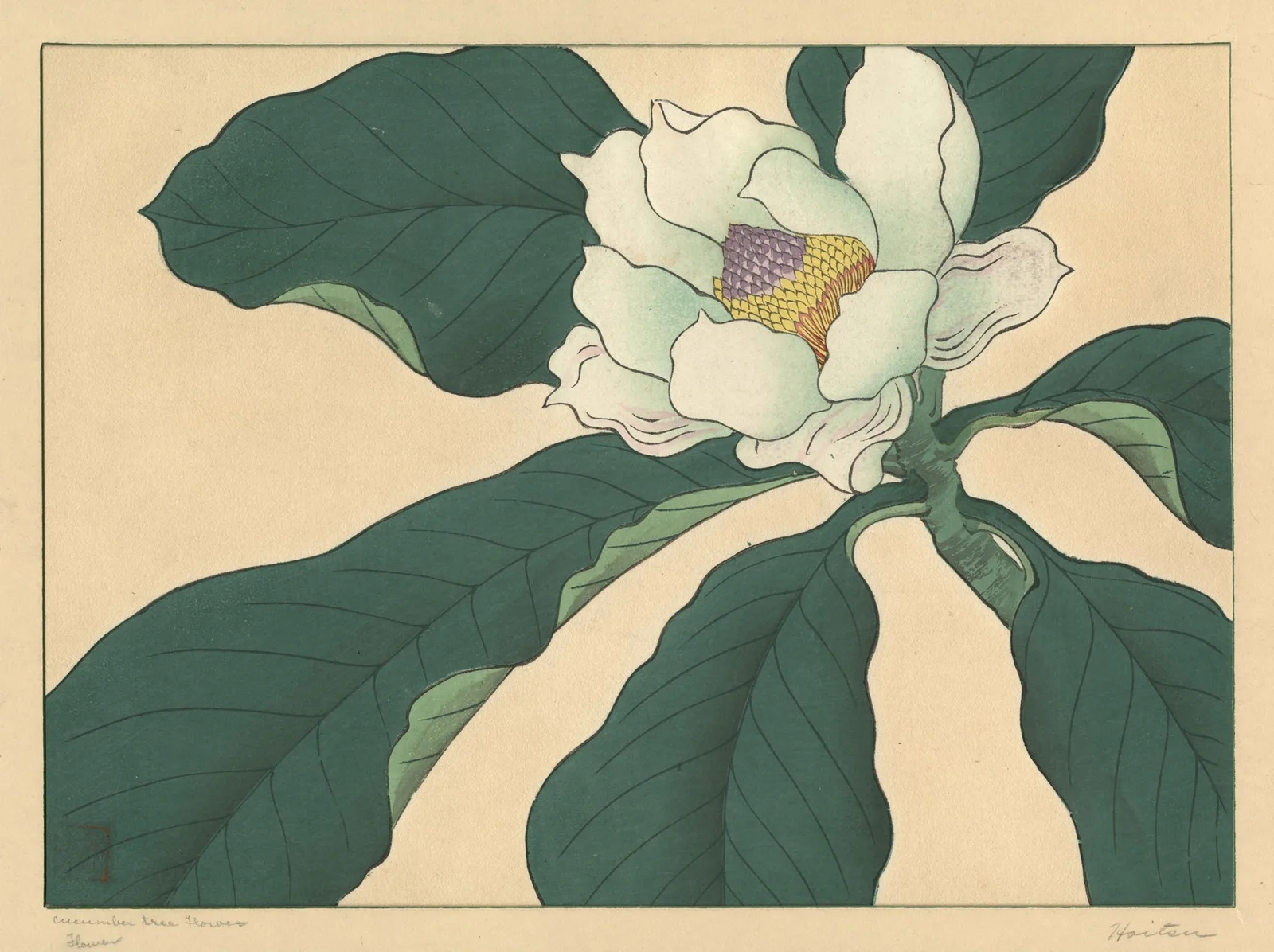 Cucumber tree flowers av Sakai Hōitsu