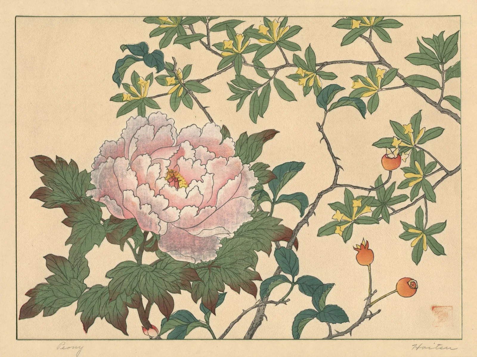 Peony av Sakai Hōitsu